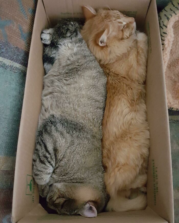 My Boys Having A Nap