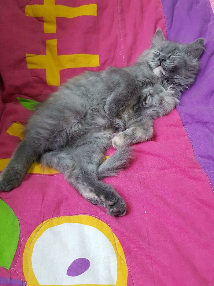 This 3-Month-Old Demon Has Dominated 3-Year-Old Established Cat Within 2 Months And Is Now Sleeping On His Spot