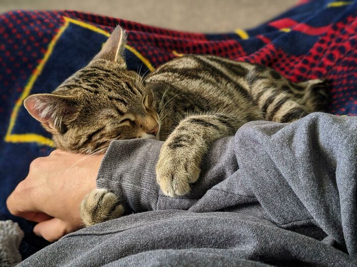 Timber Always Has To Be Touching One Of His Humans When He Naps