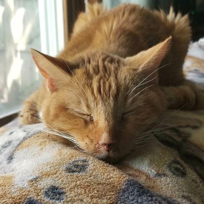 My 18-Year-Old Baby Girl Azrael. She Snores, She's Deaf And She Does Not Appreciate It When She's Awoken Early From Her 18 Hour Naps. She'll Always Be My Baby