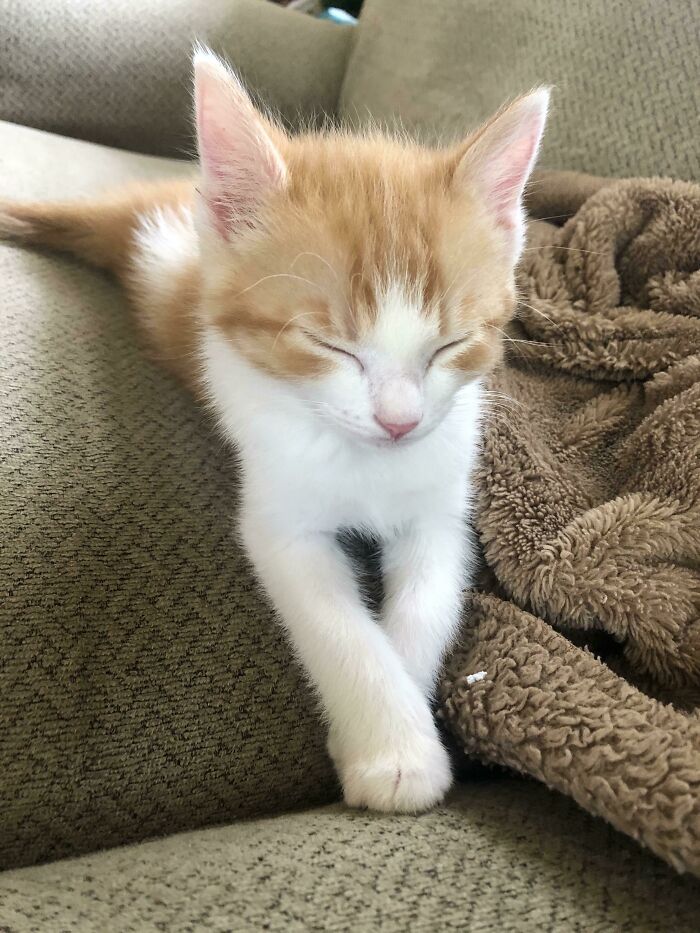 My Boy Was Taking A Nap Looking Like A Fancy Little Fox