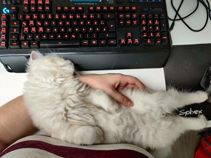 I Wanted To Play. She Decided It's Nap Time. Send Help, It's Been An Hour And I Need To Pee