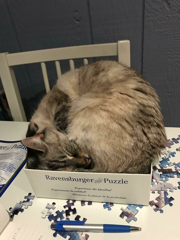 She Needs To Be Beside Me At All Times. Even If It Involves Squishing Herself In A Puzzle Box For A Nap