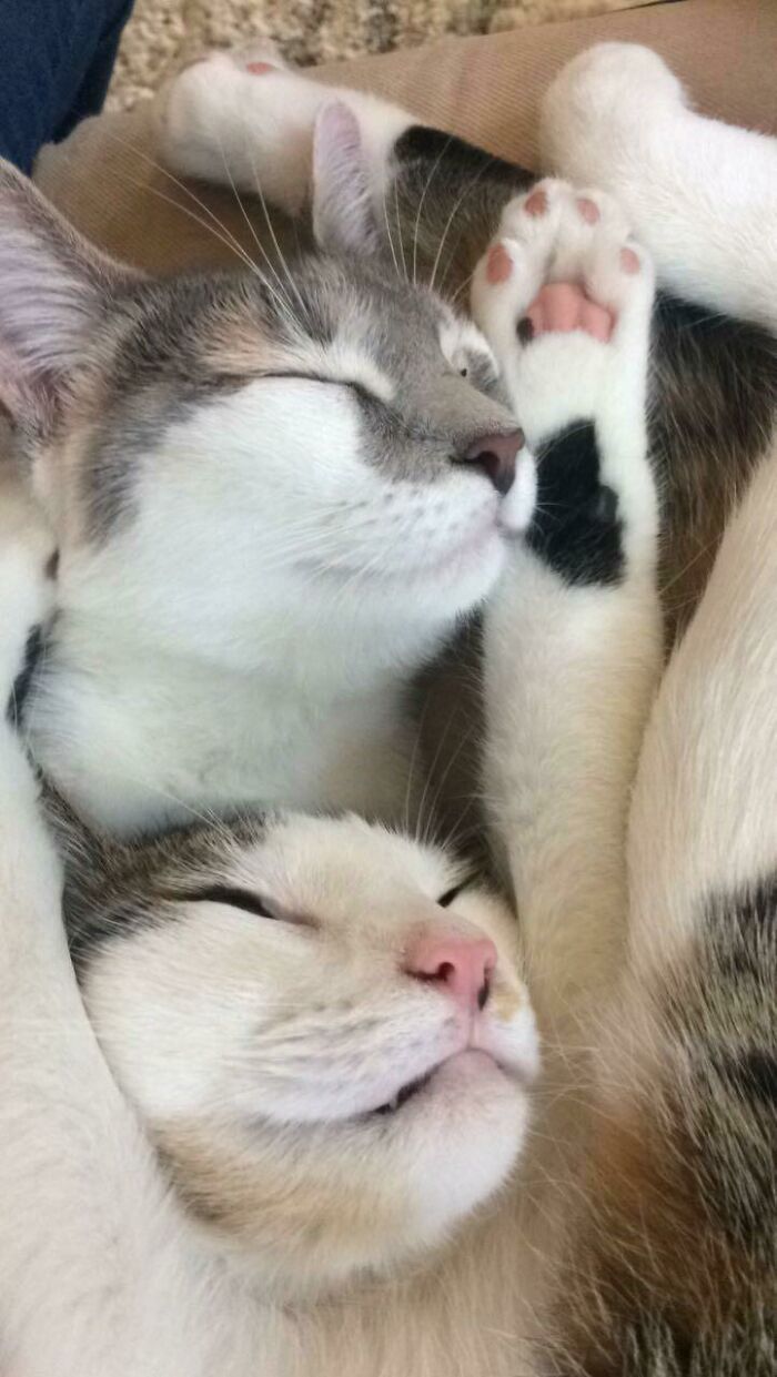 Buddy And Holly Taking A Nap After An Exhausting Day Of Doing Absolutely Nothing