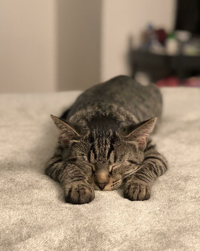 Being This Cute Must Be Exhausting