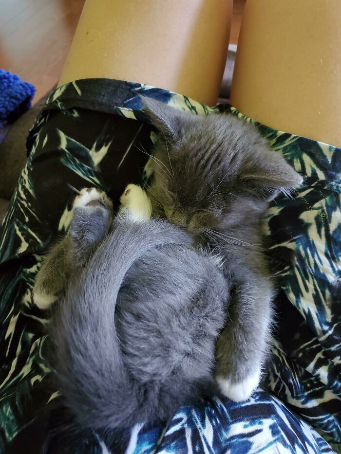 This Is How My Kitten Is Napping Right Now. I Think He Is Broken