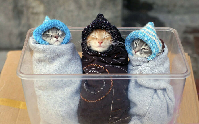 Bundled Sleepy Kittens