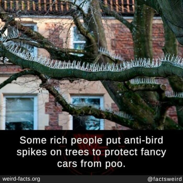 Why Even Have A Tree If You Hate Nature?