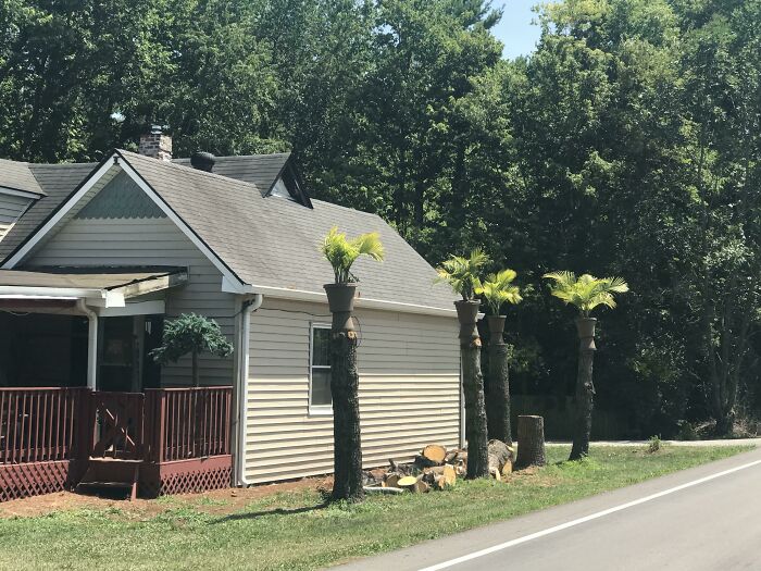 Because Palm Trees Don’t Grow In Indiana