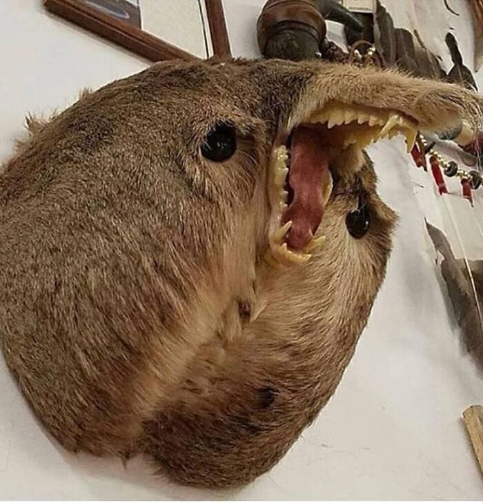 Uhhh Who Tf Did This?