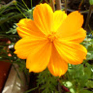 rockofcashell avatar