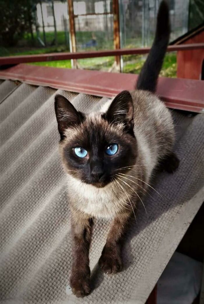 This Gorgeous Boy That One Of My Friends Is Planning On Adopting