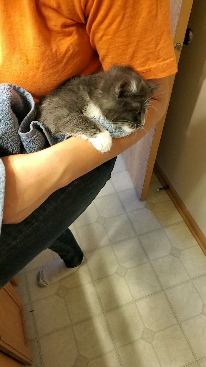 Adopted A Kitten, And The Day I Went To Pick Her Up, She'd Stepped In A Glue Trap. So I Oiled Up Her Back Legs And Tail, Let Her Soak For 5 Minutes, And Gently Massaged Out The Glue. After A Quick Shampoo, She's Happy And Fluffy Again