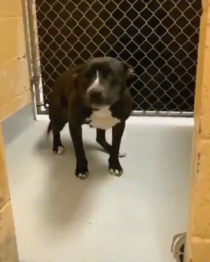 Adoption Day For This Good Boy