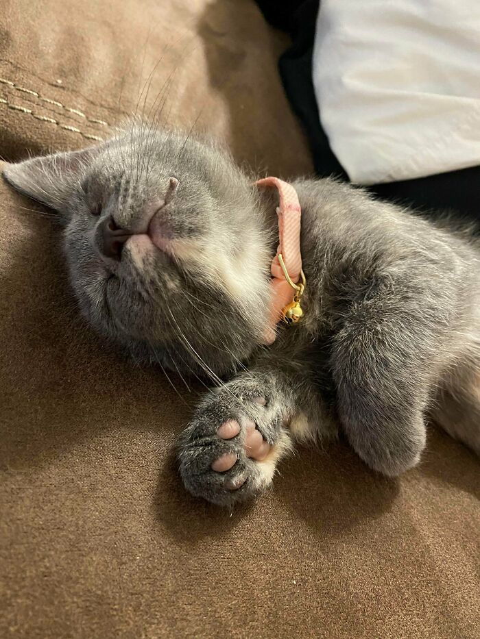 Hello Reddit! Please Give A Welcome To Our Newly Adopted Kitty Remy