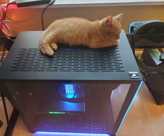 Adopted A New Kitten This Morning. Newest Addition To The Pcmr