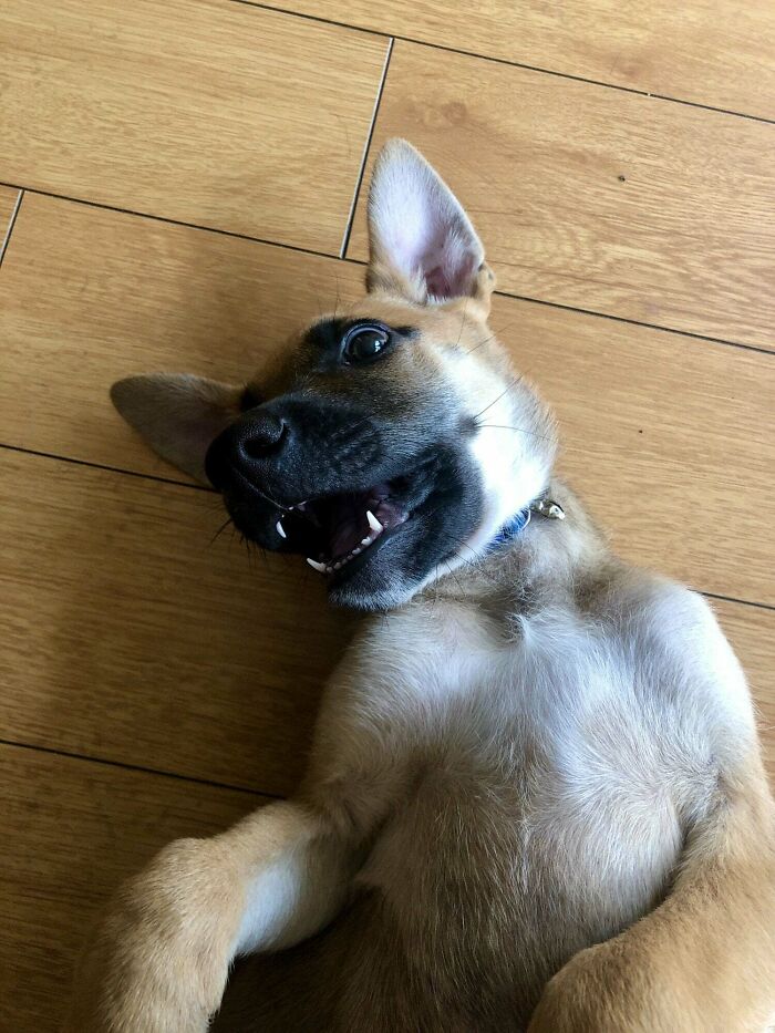 Longtime Lurker, But Adopted A Puppy And Can Finally Contribute!