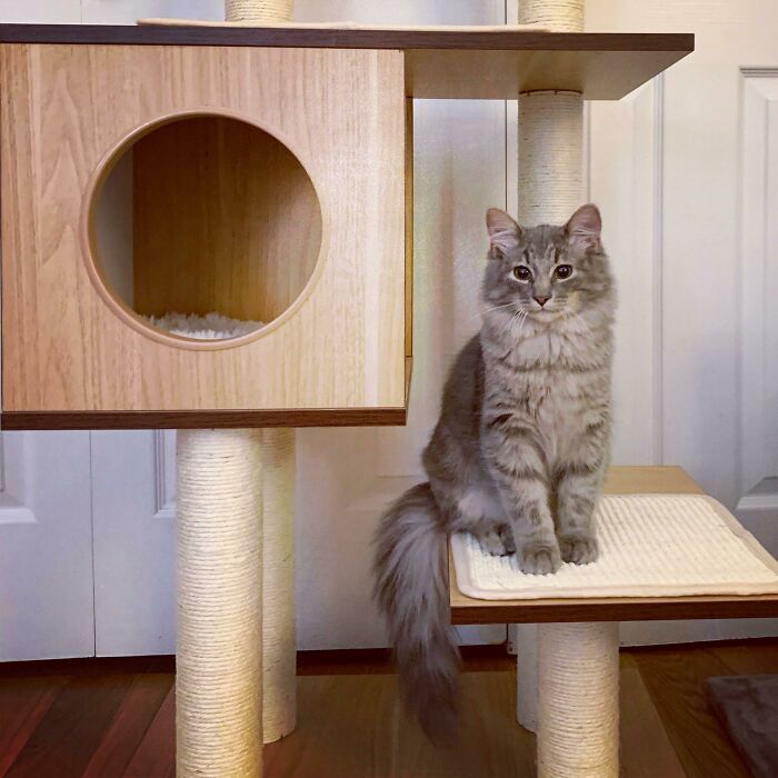 My Friend Adopted Her First Cat Yesterday