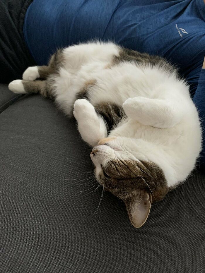 Adopted This 6 Kg / 13 Lb Boi A Few Weeks Ago. He Has Back Pain Due To Being Overweight, Sleeps A Lot, Can’t Jump Very High And Needs Help With Grooming Himself. Luckily He’s Still Young And According To A Vet Has A Good Chance Of Getting To A Healthier Weight With A Committed Human