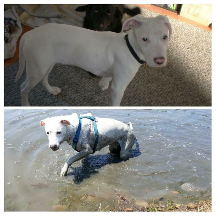 We Adopted Powder Almost 13 Years Ago. He Is Getting Up In The Years And It's Almost His Time. He's A Special Little Man And I Cherish The Time We Have Had With Him. He Has Little Bite Marks On Him Because His Brothers Rejected Him