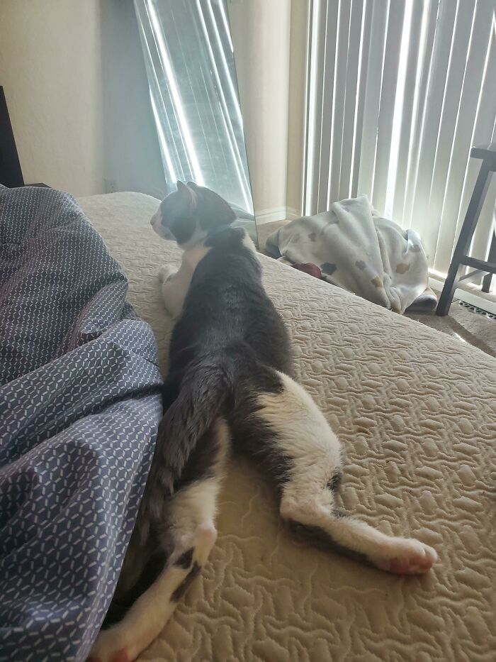 Just Adopted This Gentlemen, Turns Out He Sploots!
