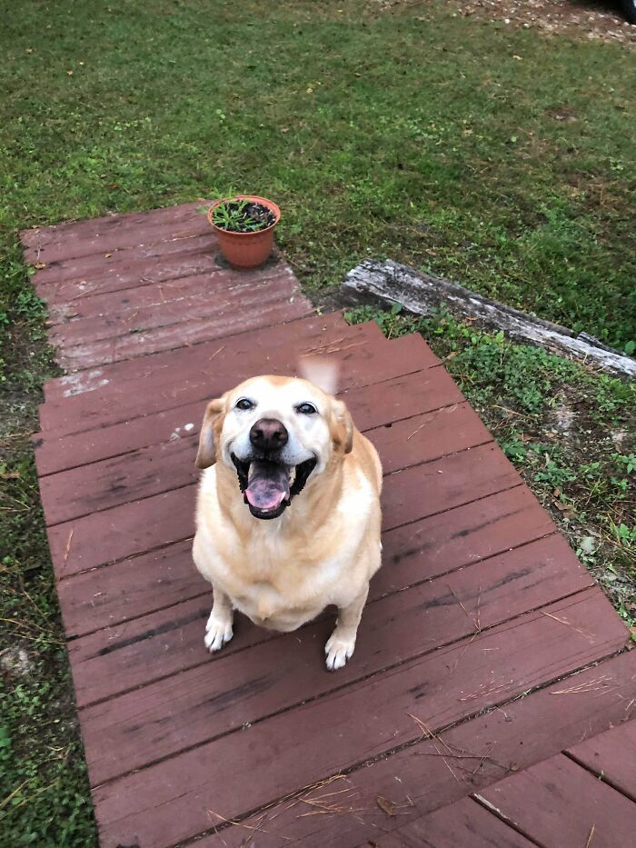 I’m Dog Sitting For My Mom And Ain’t Nobody Gonna Keep Savvy From That Frisbee. What A Joy Of A Dog