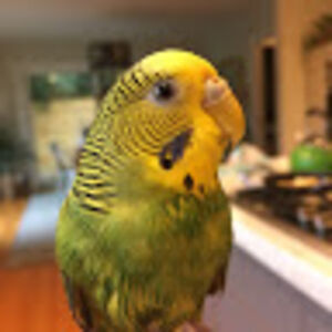 russelltremlett avatar