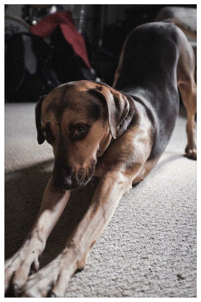 My Sweet Rescue Mutt Patsy Demonstrating Her Yoga Skills