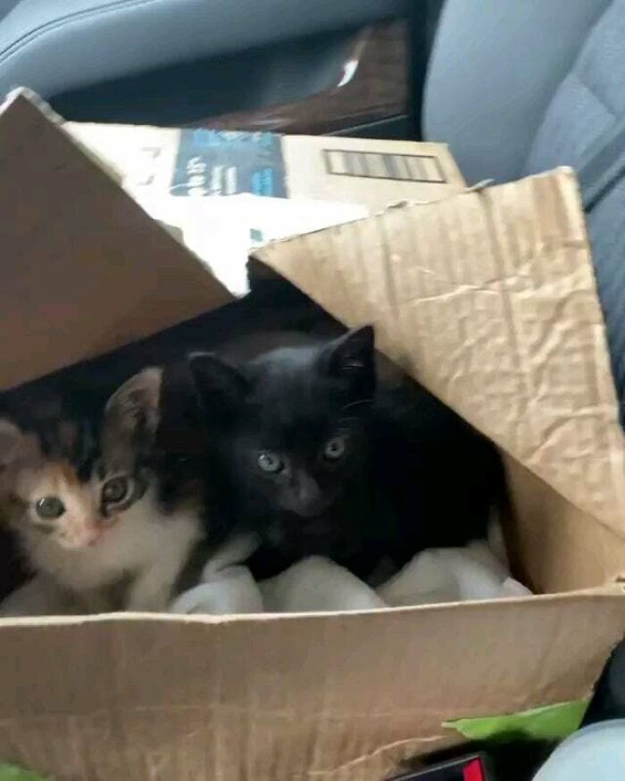 A Police Officer Who Also Runs A Foster Home For Cats That She Rescues On The Job Gets Two More Temporary Family Members