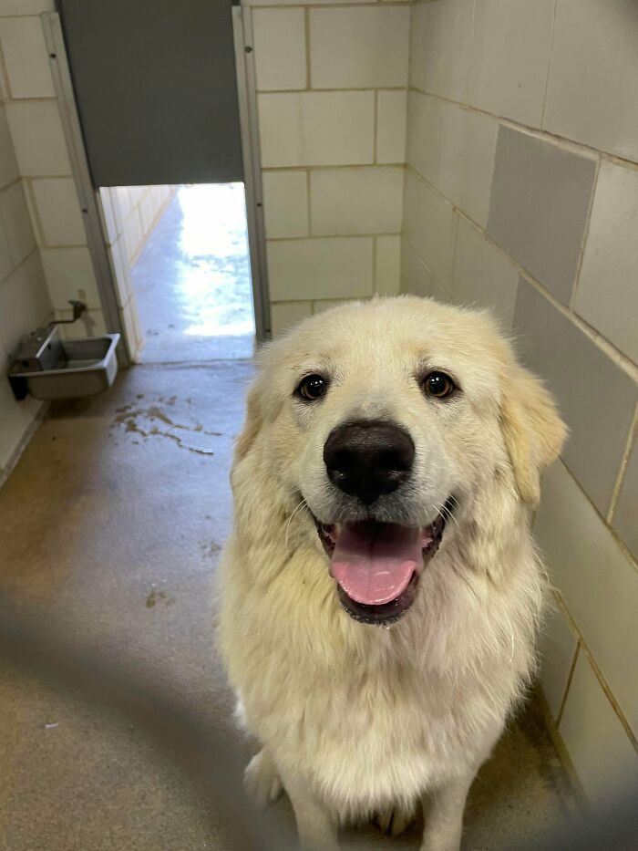 Meet My New Rescue, Miso