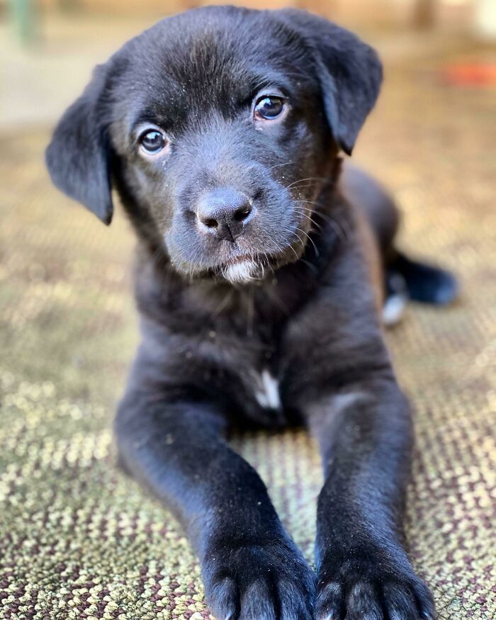 Meet Queenie — The Little Girl My Grandad Rescued From The Creek On Their Property That’s Put The Pep Back In His Step
