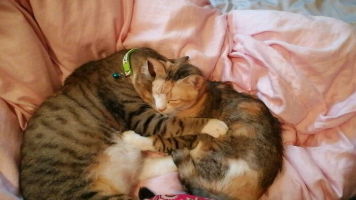 Our New Rescue Babies (They Really Love Each Other)