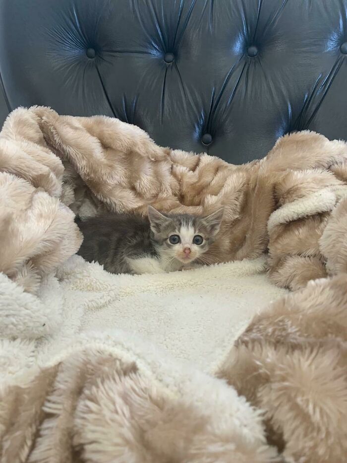 Any Idea What Breed This Little Guy Is? Going To Adopt Him Soon And Just Curious, The Shelter Doesn't Have A Breed Listed For Him. Thanks!