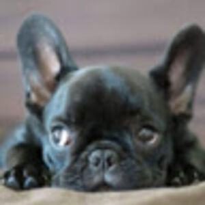 addisonlarson avatar