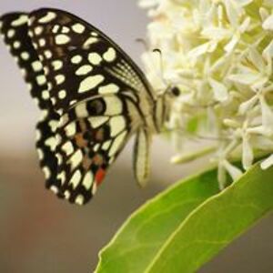 srini1969pondy avatar