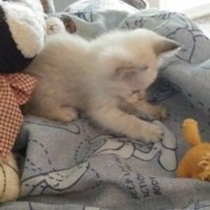 pharisstintheland avatar