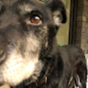 mahliaharrison avatar