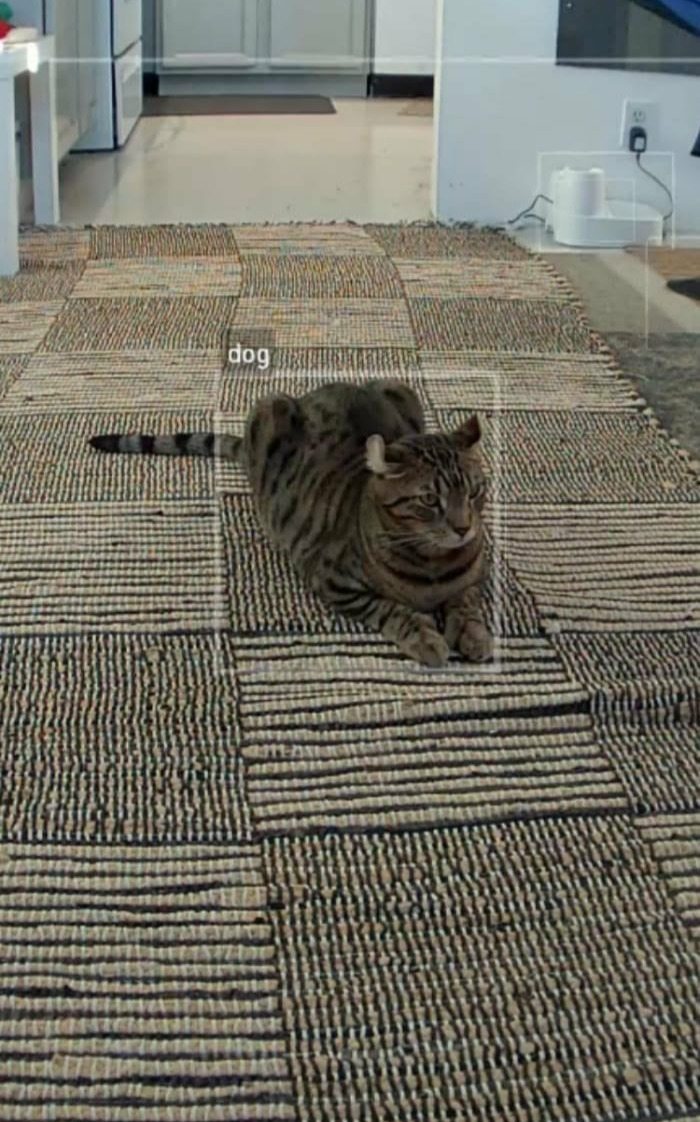 By Google To Identify A Cat.