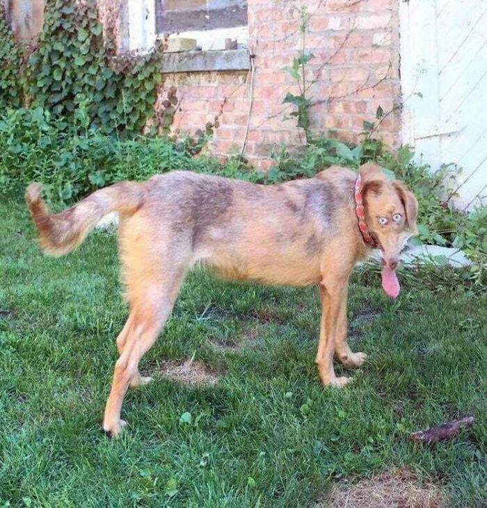 To Take A Panoramic Photo Which Included Their Dog