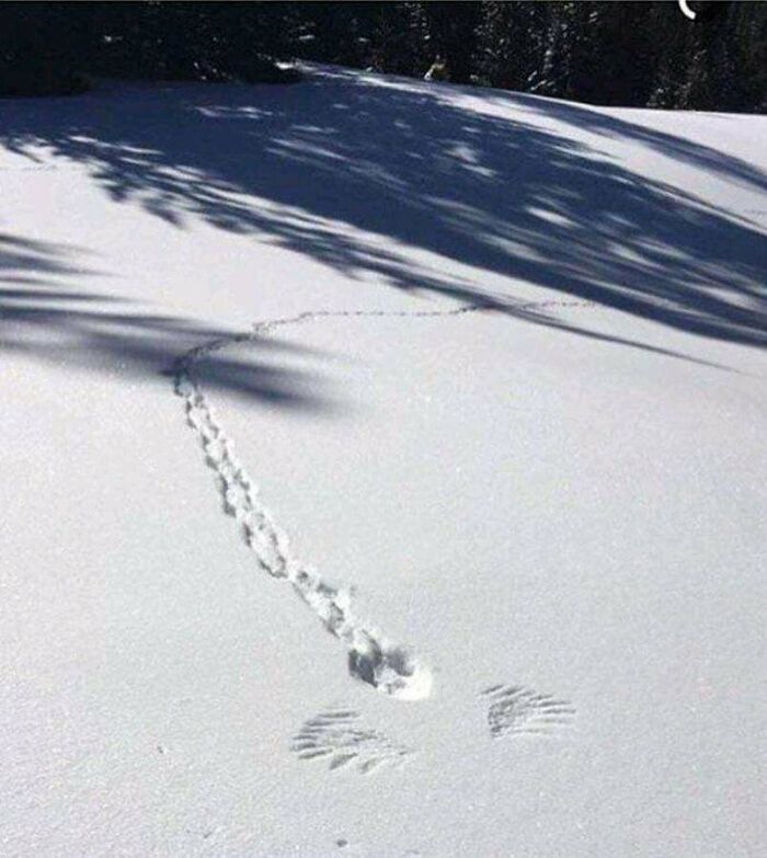 To Run From A Flying Predator