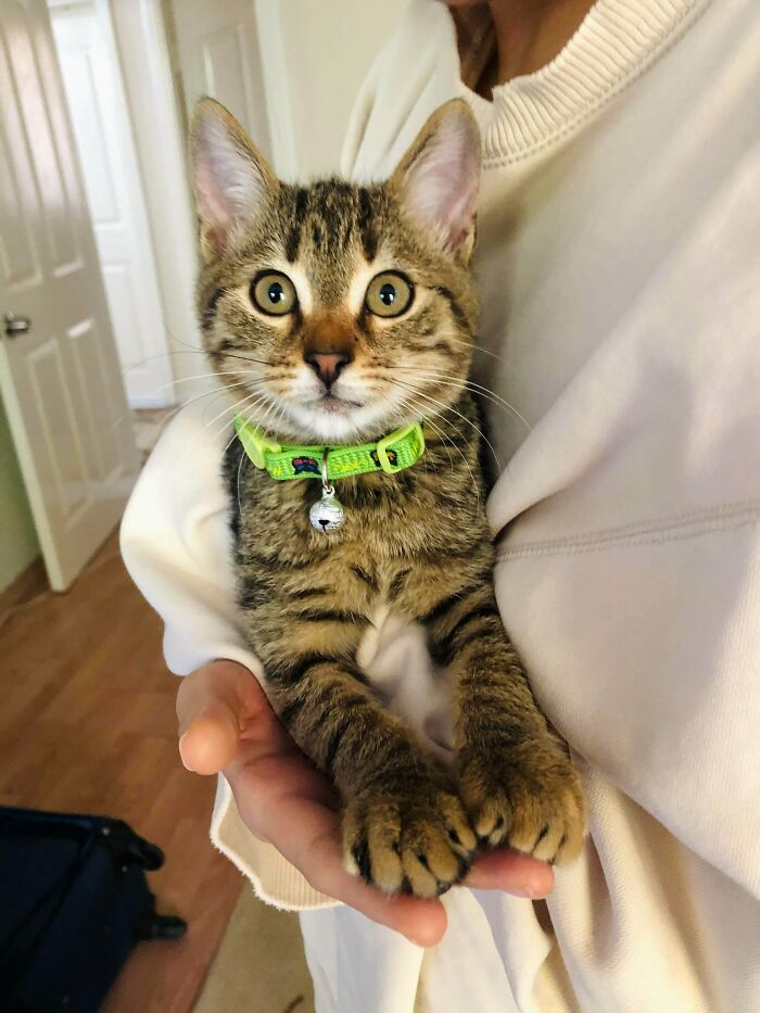 We Rescued This Beauty From The Street, Took Him To The Vet, Now He’s All Healthy. He’s Even Adopted!! He Will Meet His New Parents Soon!