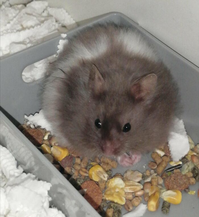 Today I Adopted The Chonkiest, Fluffiest Boy! He Needs A Name That's As Cute As He Is