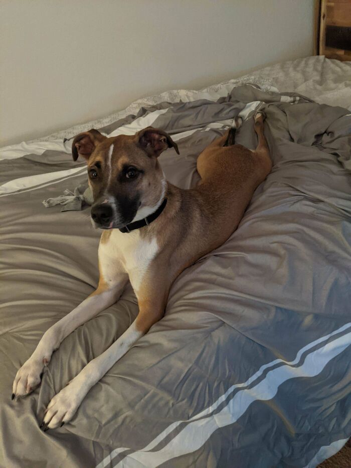 Adopted Him Yesterday. He's Doing His Best Thanksgiving Cosplay