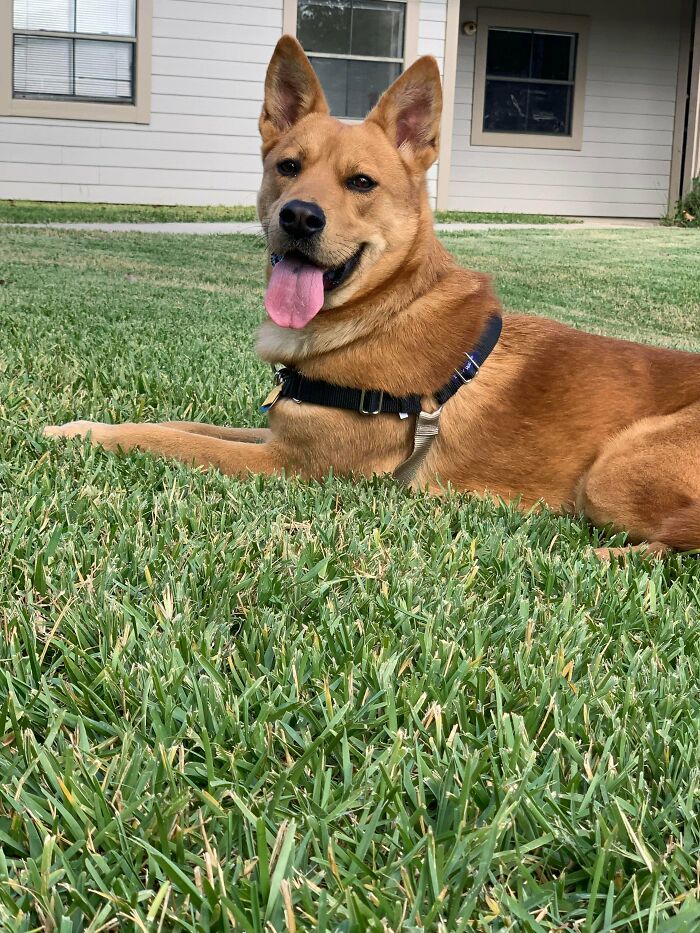 Just Adopted This Gorgeous Girl