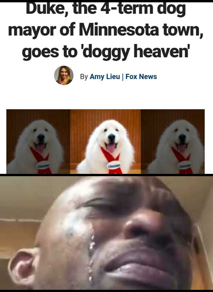 Sad man crying below a news headline about a dog mayor, captured in one of the funniest dog memes ever.