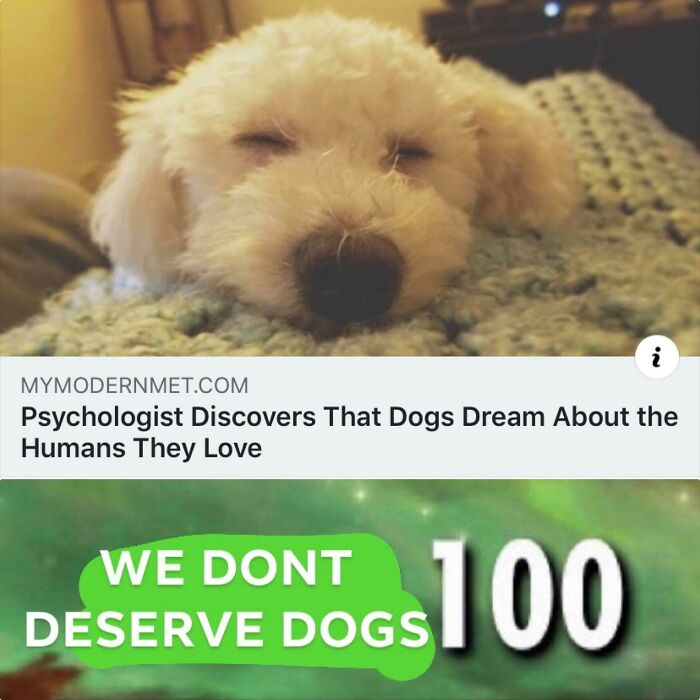 Sleeping fluffy dog meme with caption about dogs dreaming and text saying we don’t deserve dogs, funny dog meme content.