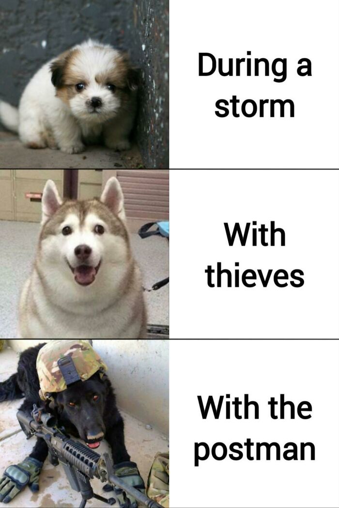 Three funny dogs in different situations meme showing a scared puppy, happy husky, and a dog in military gear for dog memes.
