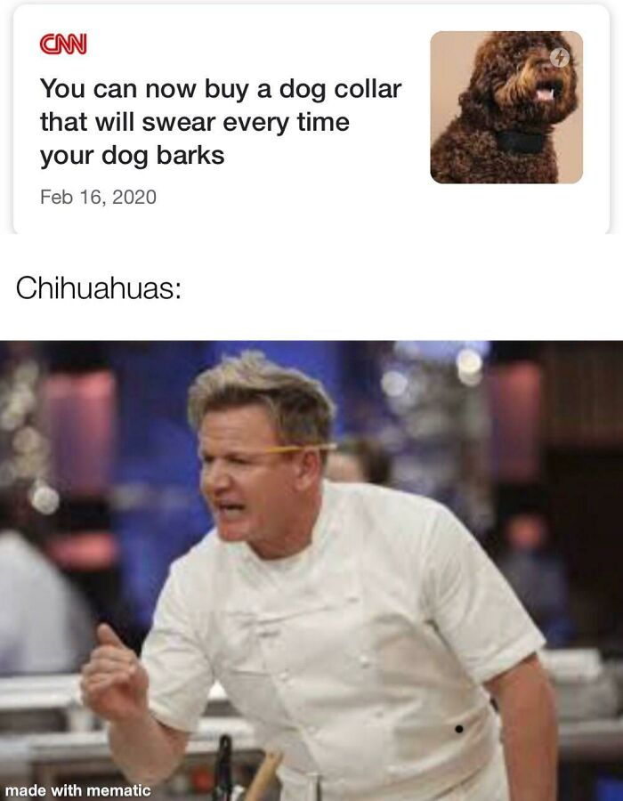 Swearing dog collar meme with a chef passionately gesturing, highlighting humorous dog memes.