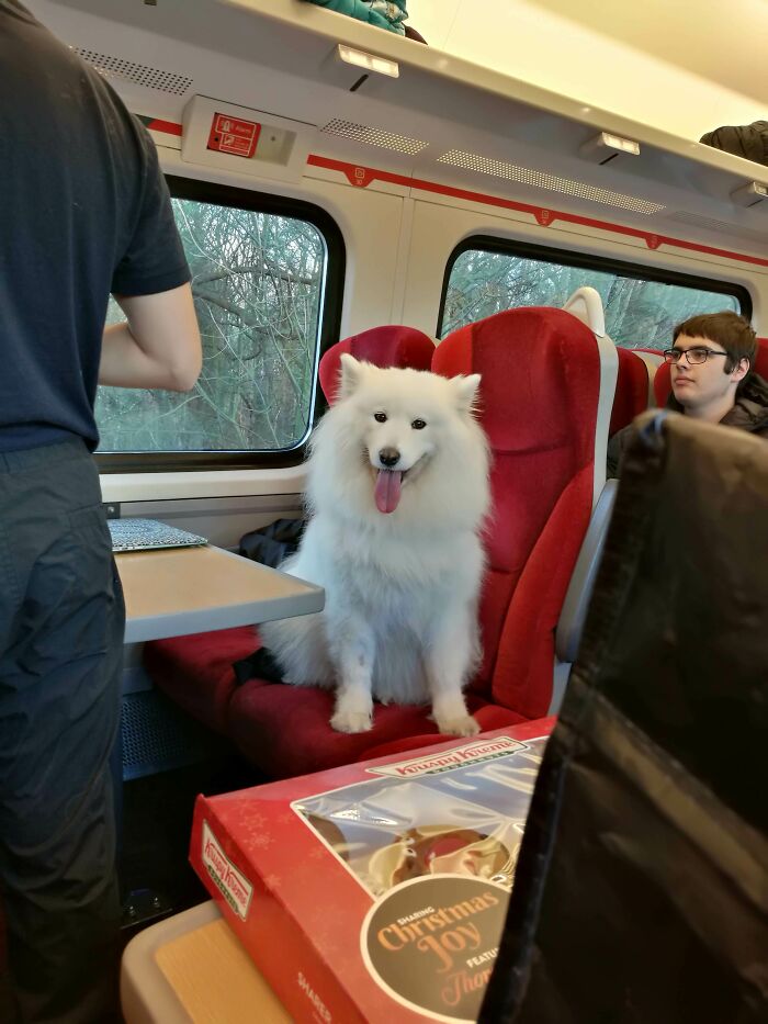 This Dog I Saw On The Train Today