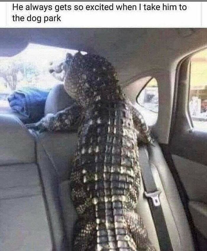 Alligator sitting excitedly in backseat of car with caption about dog park in a funny dog memes collection.